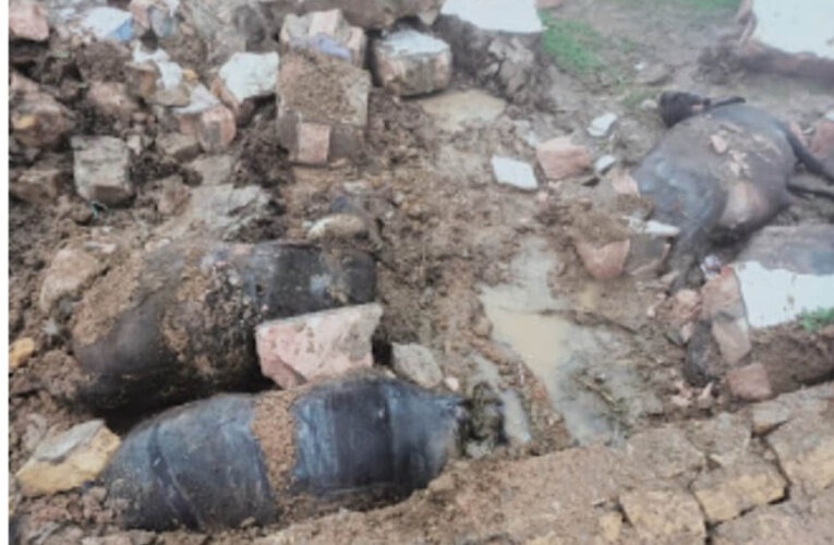હળવદ ના કડિયાણા ગામે વરસાદના પગલે દીવાલ ધરાયશ થતા છ ‌‌ભેસો‌ ના મોત.