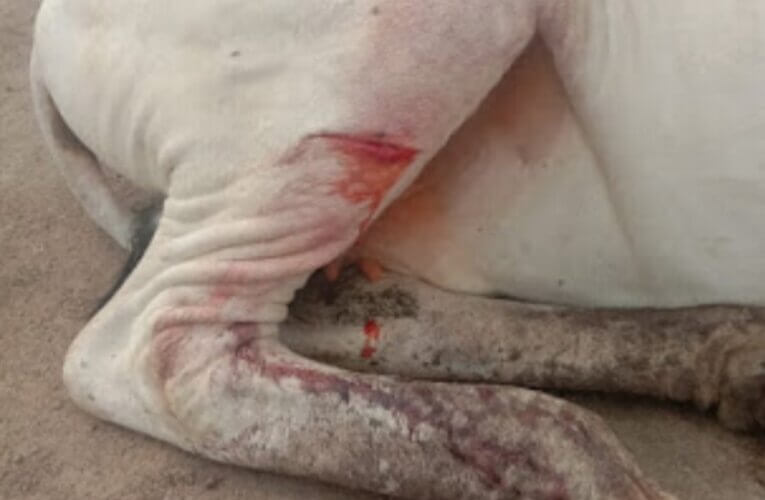 દેવળિયા હાઈવે રોડ પર ગોવંશ પર તિક્ષ્ણ હથિયાર વડે હુમલો કરનાર સામે પોલીસફરિયાદ હુમલો કરનાર શખ્સ દેવળીયા ગામનો હોવા નુ બહાર આવ્યું.