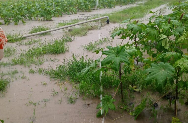 Halvad.હળવદ પંથક વરસાદ પડતા ખેતર વાડીઓમા અને નીચાણવાળા વિસ્તારોમાં વરસાદી પાણી ભરાયા.