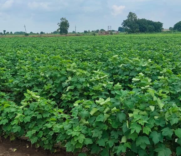 Halvad-વેગડવાવ ગામની સીમમાં ગોચર જમીન હડપ કરવા મામલે ગામલોકોએ જિલ્લા કલેક્ટરને આવેદનપત્ર આપી જમીન ખાલી કરવાની માંગ કરી.