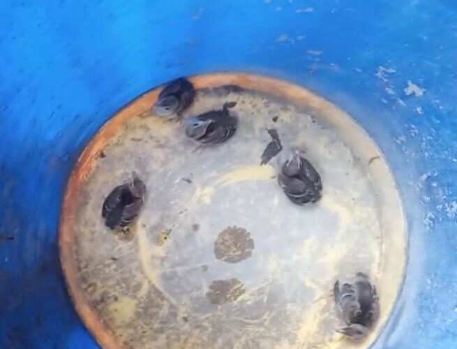 Halvad-Morbi-હળવદ ના ધારાશાસ્ત્રી સમીરભાઈ એરવાડિયા ના ઘરે મોર ના બચ્ચા આવી જતા તેને ફોરેસ્ટ વિભાગ ના અધિકારી નો સંપર્ક સાધી અને સુરક્ષિત જગ્યા એ સ્થળાંતર કર્યા.