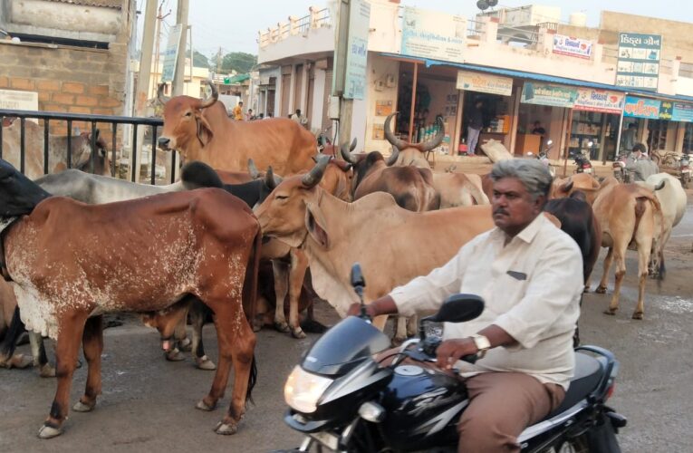 Halvad-Morbi-શહેરમાં રખડતા ઢોર મુદ્દે પાલિકા તંત્ર દ્વારા કાર્યવાહી નહીંવત અનેકવાર પાલિકા તંત્રમાં રજૂઆત કરવા છતાં પાલિકા તંત્ર કુંભકર્ણ નિંદ્રામાં.