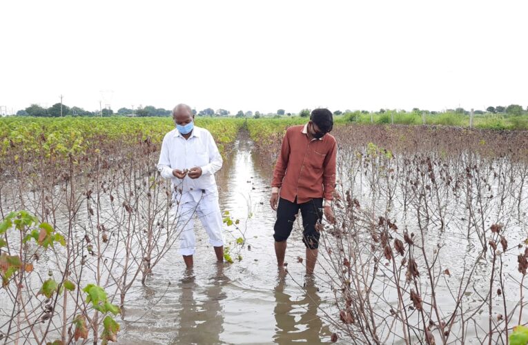 Virpur-Rajkot વીરપુર જલારામ પંથકમાં છેલ્લા બે દિવસથી સતત વરસાદને કારણે ખેડૂતોને અતિવૃષ્ટિને કારણે વીસ પાક થવાની આશા હતી તેના પર પણ પાણી ફરી વળતા ખેડૂતોને પાકની બચીકુચી આશા પણ પૂર્ણ વિરામ મુકાઈ ગયું.