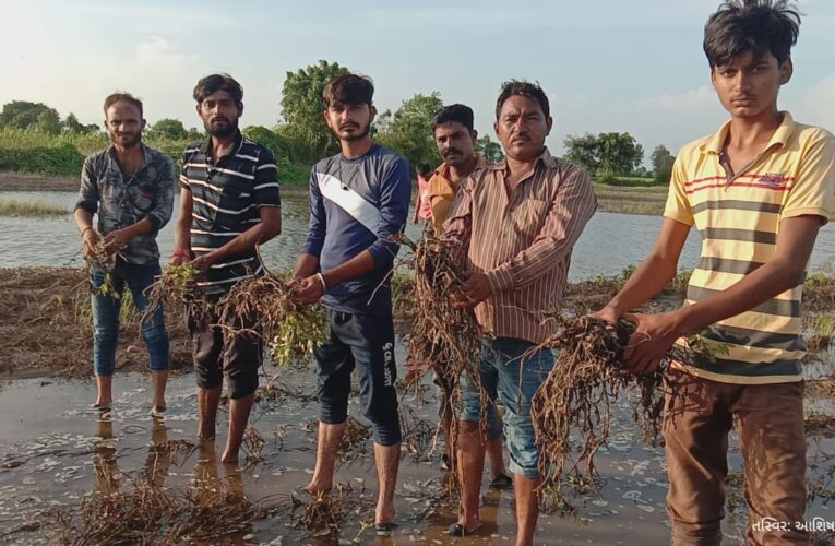 Upleta-Rajkot નિલાખામાં ફરી એક વખત વાવેલો પાક પણ નિષ્ફળ જતા ખેડૂતોને રાતા પાણીએ રોવાનો વારો પ્રથમ નુકશાનનું વળતર નથી મળ્યું ત્યાં બીજી વખત પાક નિષ્ફળ:ઉભા મોલ અને જમીનનું ફરી એક વાર ધોવાણ.
