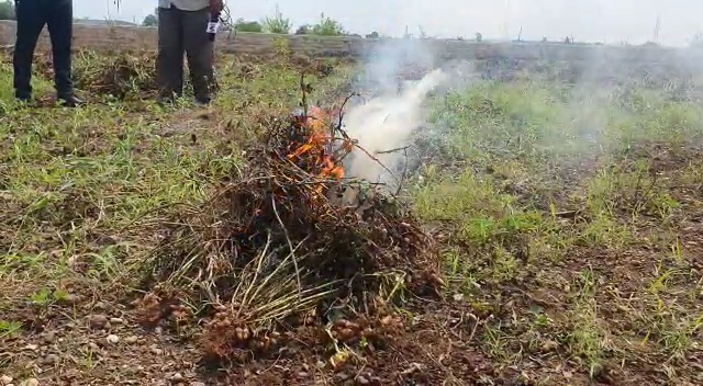 Virpur-rajkot વીરપુરમાં ખેડૂતો એ  ભારે વરસાદ ને લઈને પાક નિષ્ફળ જતા ખેતરમાં જ મગફળી સળગાવી.