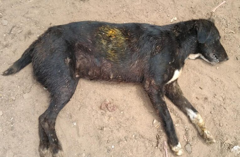 Halvad-Morbi હળવદ માં કોઈ અજાણ્યા શખ્સએ શ્વાન ને ગોળી મારી ને હત્યા કરતા પોલીસ ફરિયાદ.