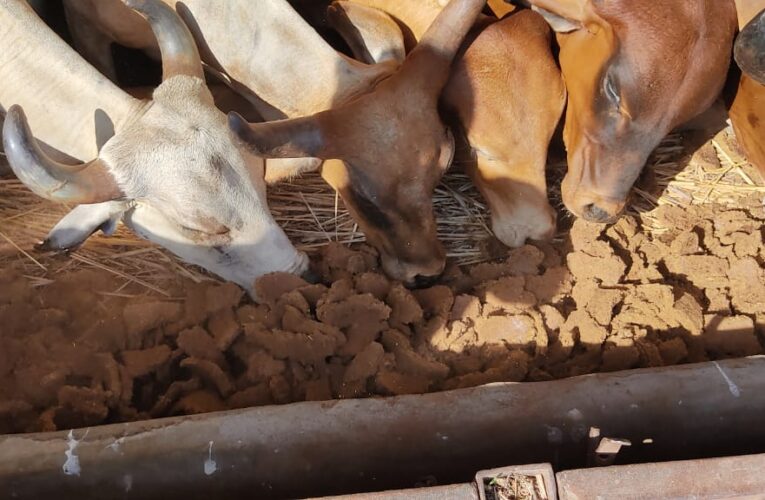 Halvad-Morbi હળવદ ના જોષી પરિવાર તરફથી તેમના માતુશ્રી ના સ્મરણાર્થે શ્રી રામ ગૌશાળા માં આશ્રિત 400 ઉપરાંત ગૌમાતા ગૌવંશો ને ખોડ ની નિરણ કરવામાં આવી