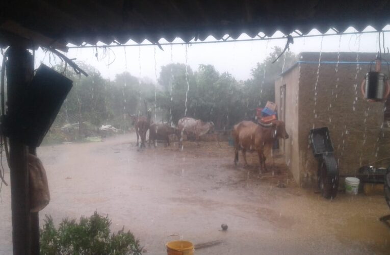 Halvad-Morbi હળવદ તાલુકાના ગ્રામ્ય વિસ્તારમાં મુશળધાર વરસાદ:ખેડૂતો ને વધી ચિંતા.