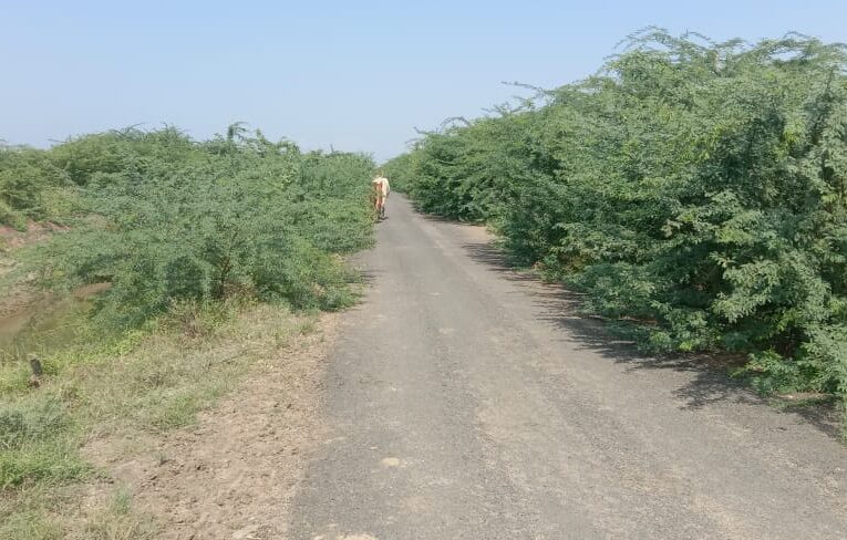 Halvad-Morbi. ટીકર ઘાટીલા નર્મદા કેનાલના ગાંડાબાવળ નો અડીંગો રોડ પર હોવાથી વાહનચાલકોને અકસ્માત થવાનો ભય.