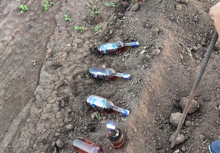 Vinchhiya-jasdan વિંછીયાના આસલપુર પાસે વાડીમાંથી વિદેશી દારૂની ૧૦પ બોટલ કબ્જે.