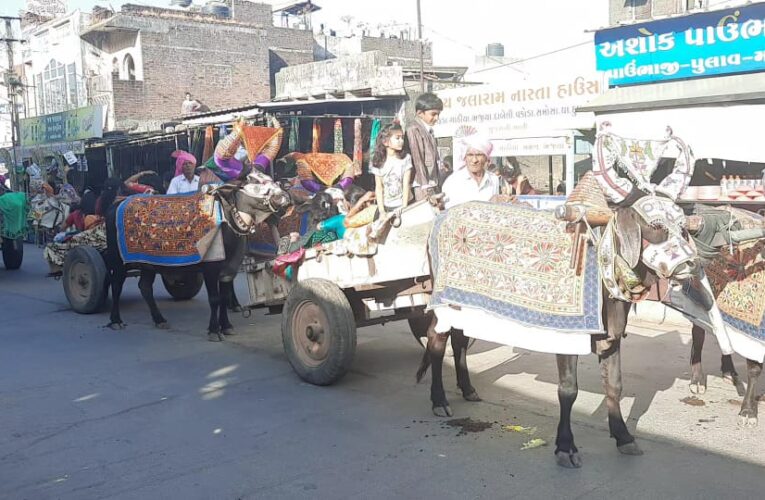 Virpur-Rajkot યાત્રાધામ વિરપુરમાં ગાજીપરા પરિવારના લાડલા વરરાજા ડો.સુમિત ના લગ્નની જાડેરી જાન બળદ ગાડામાં જોડાય.