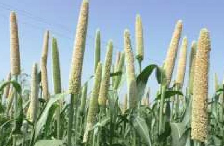 Jetpur-Rajkot-જેતપુર તાલુકાના હરીપર ગામમાં બાજરીનું બિયારણ ખરાબ નિકળતા પાક નિષ્ફળ ગયો.