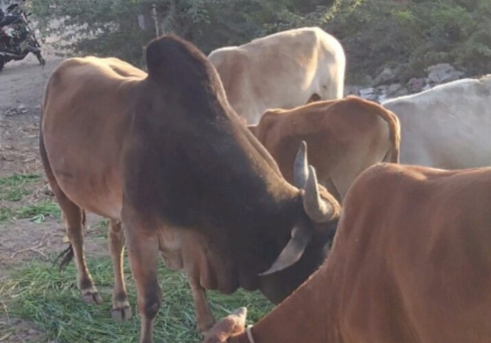 પોલીસ કમિશનરશ્રી દ્વારા જાહેર માર્ગો પર પશુઓને ઘાસચારો નાખવા કે વેચાણ પર પ્રતિબંધ.