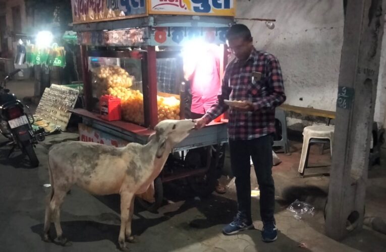 ગોંડલમાં પાણીપુરી ની શોખીન એક વાછરડી નિત્યક્રમ પાણી પુરી ખાવા પહોંચી જાય છે.