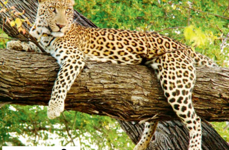 ગોંડલ તાલુકા ના વાસાવડ   તથા  કેશવાડા  નજીક દિપડો  દેખાયો: ખેત મજુરો  ડરના માર્યા ગોડાઉન ની છત પર ચડી ગયા.