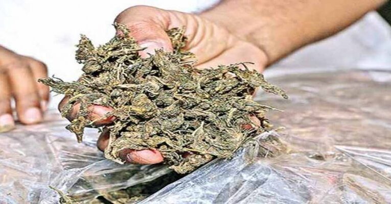 ગોંડલના આંબરડી પાસેથી ગાંજાના જથ્થા સાથે બે પકડાયા : એસઓજી ટીમે ૮૦ હજારનો મુદ્દામાલ જપ્ત કર્યો.